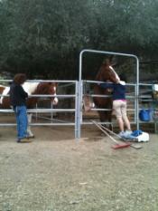 Huntington Beach Reiki at Horse rescue